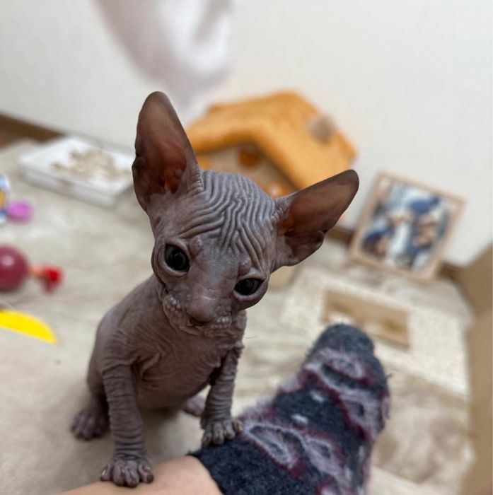 Донской сфинкс котёнок