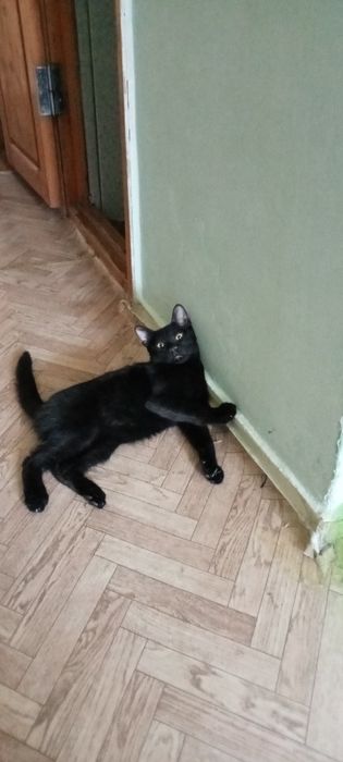 Приглашаем на вязку!!Британец короткошёрстный черный как смоль!!