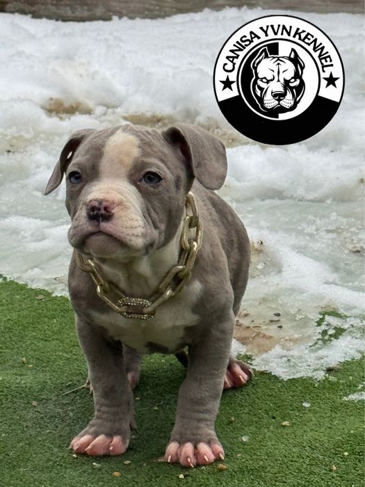 Mascul amstaff blue merle