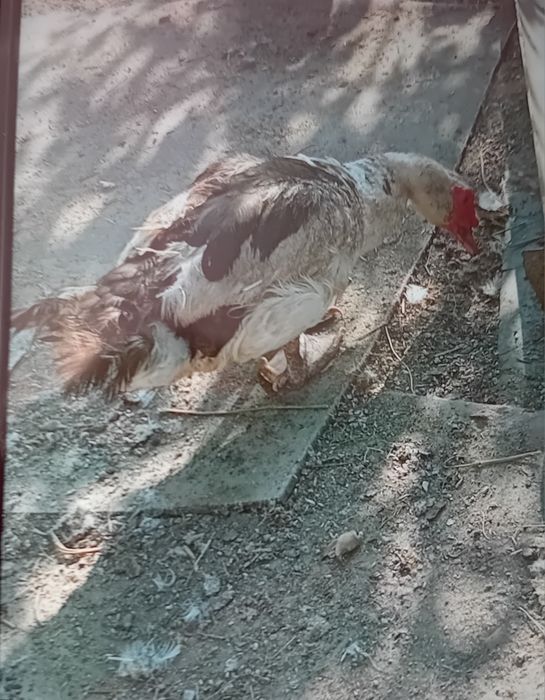 Vând ratoi 70 de lei bucata