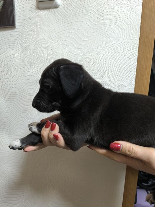 Отдам щенков бесплатно