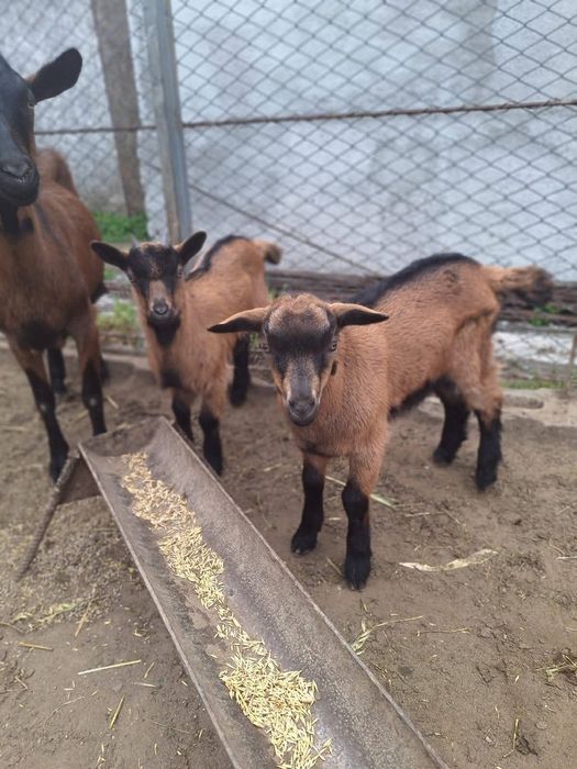 Iezi alpini francezi