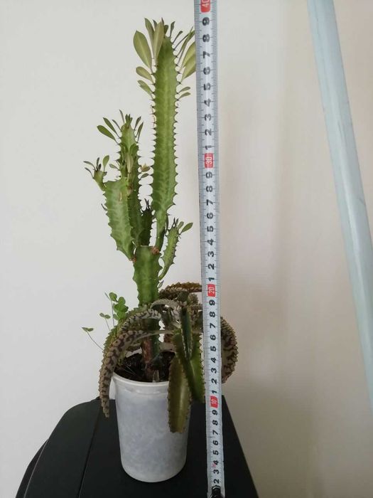 Эурфобия,  каланхое цветущий, юкка, кампсис, смородина