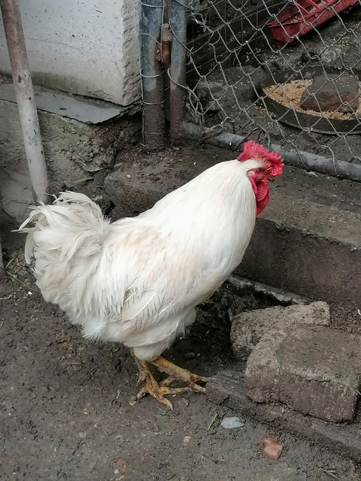 Cocoși de 1 an de vânzare