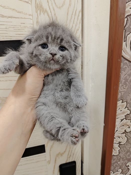 Skotish fold mushukcha