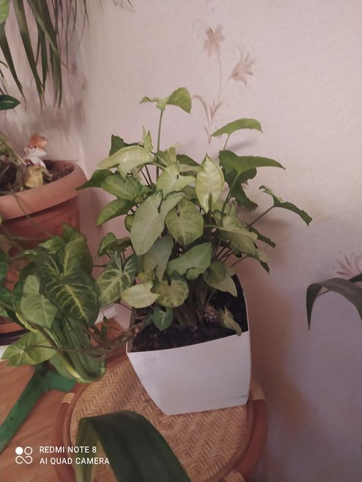 Комнатные  цветы