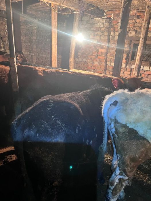 Продам 7 бычков!!!