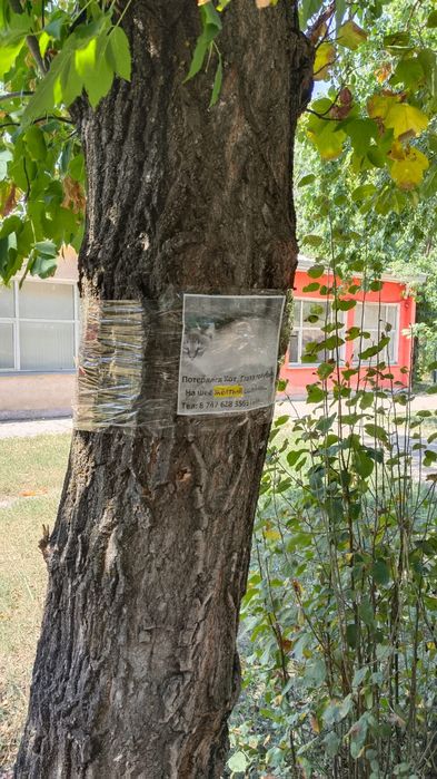 Пропал кот в 8 мкр.
