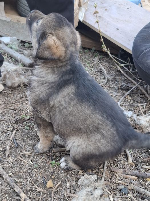 Отдаются 2 щенка в добрые руки