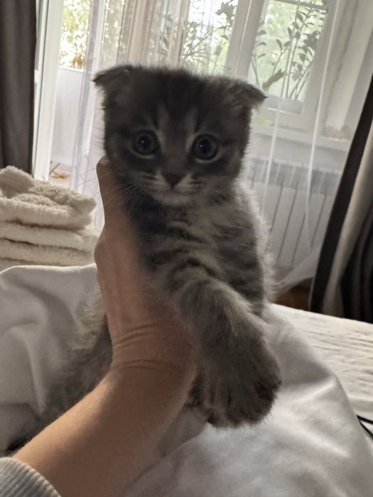 Продам котят породистые