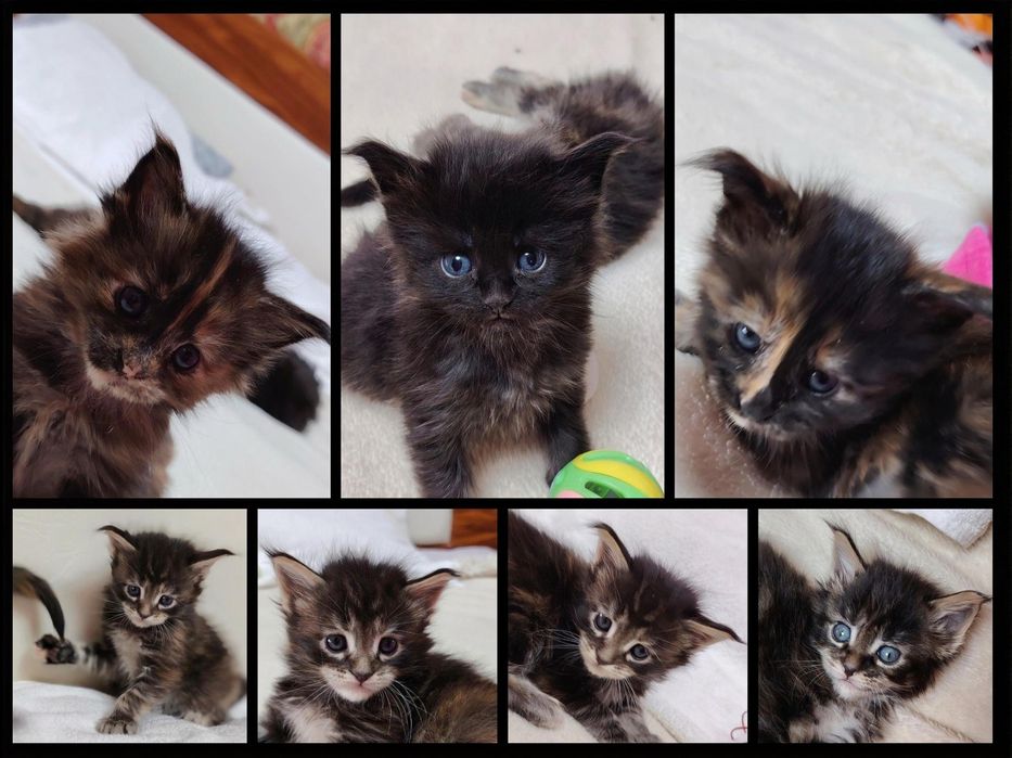 Чистокровные котята породы Мейн-кун