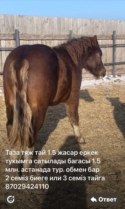 Тяжеловозные Жеребчики 2летки