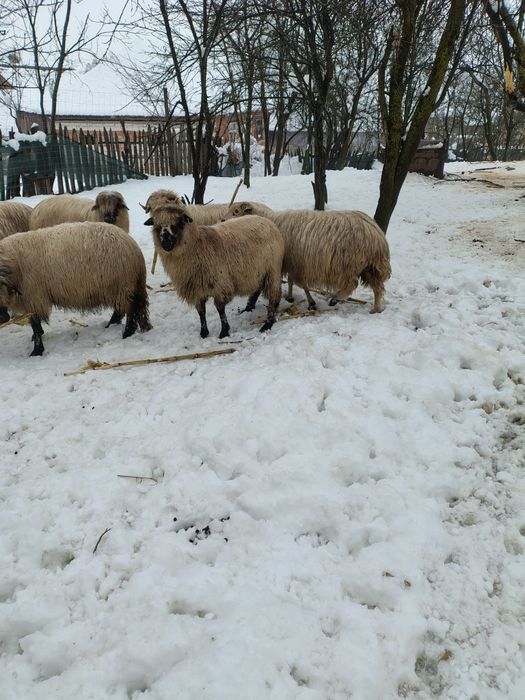 Disponibile oi tinere