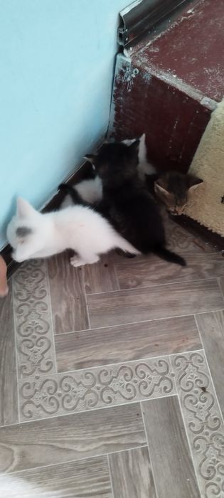 Мысықтар бар жақында туылған