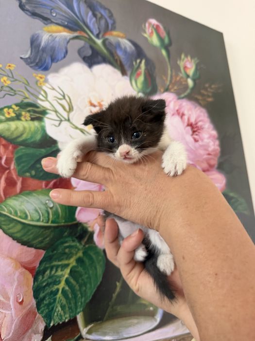 В добрые руки котенок мальчик