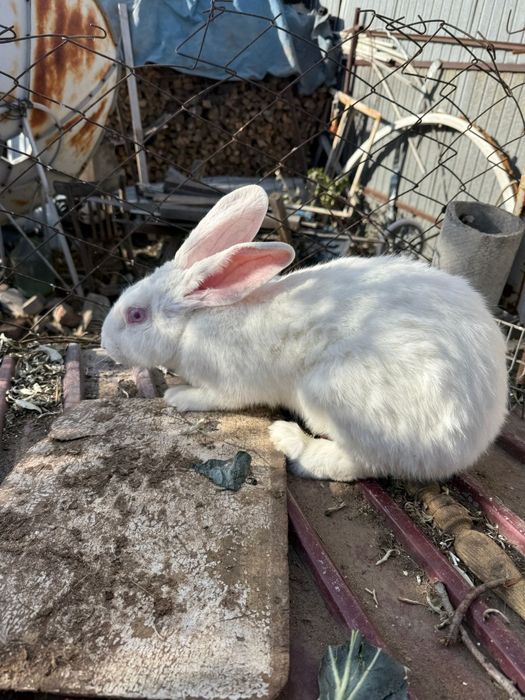 Кролики микс домащние