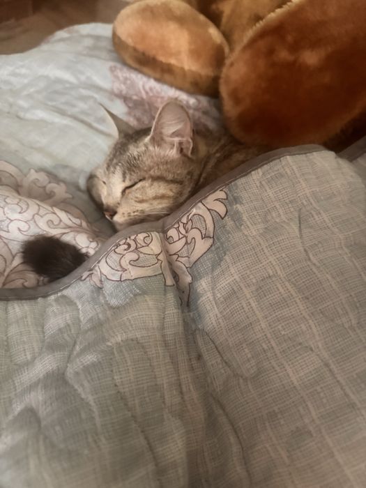 Кошечка и ее котенок  в добрые руки!