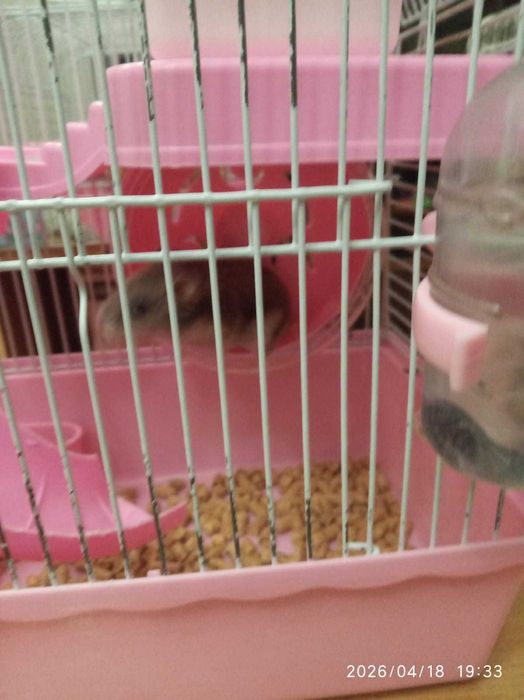 Хомяки джунгарики