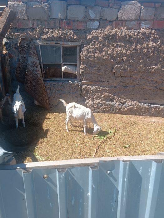 Нубийская порода. Продам .