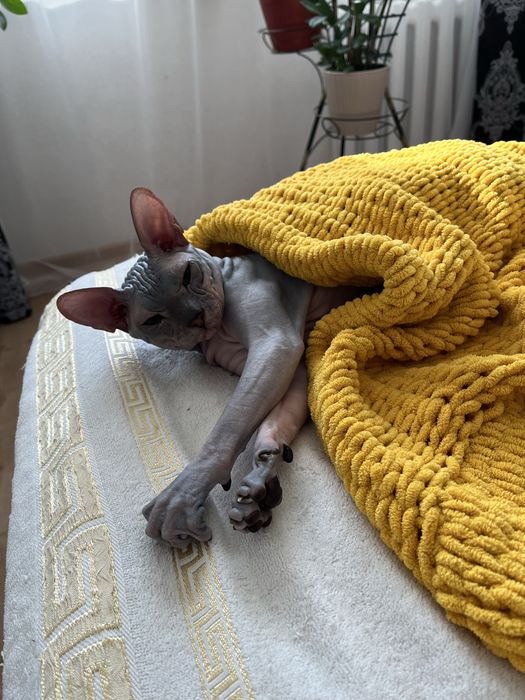 Вязка донской сфинкс