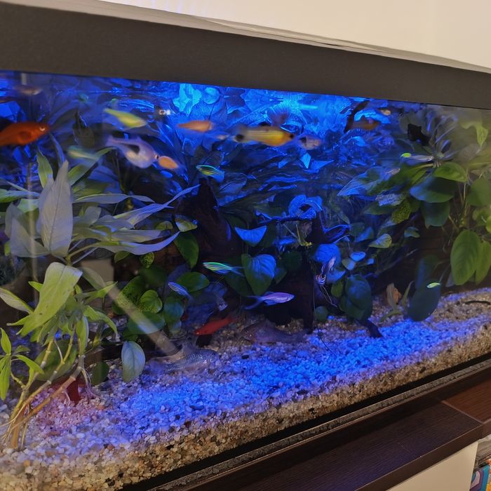 Acvariu complet echipat