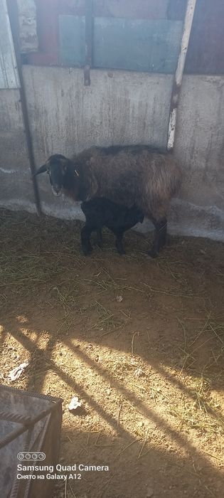 Қой сатылады қозыл