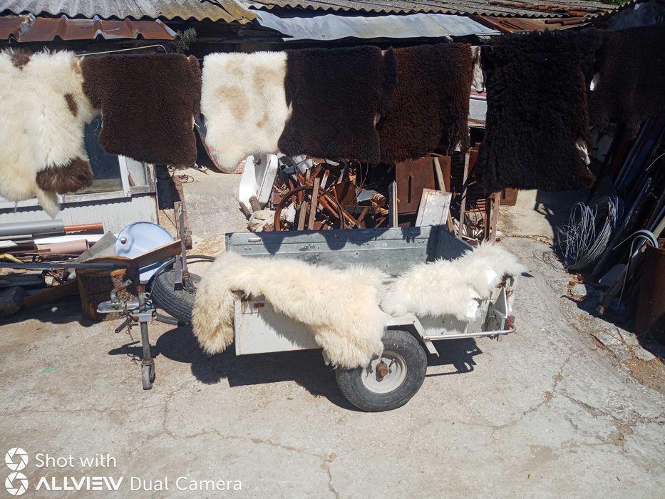 Обработена агнешка кожа за ценители /агнешки кожи/