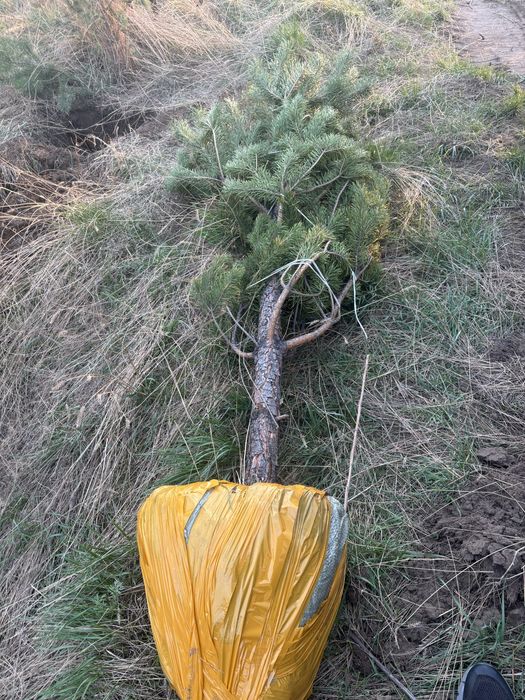 Пушистые сосны от 1 до 5 м