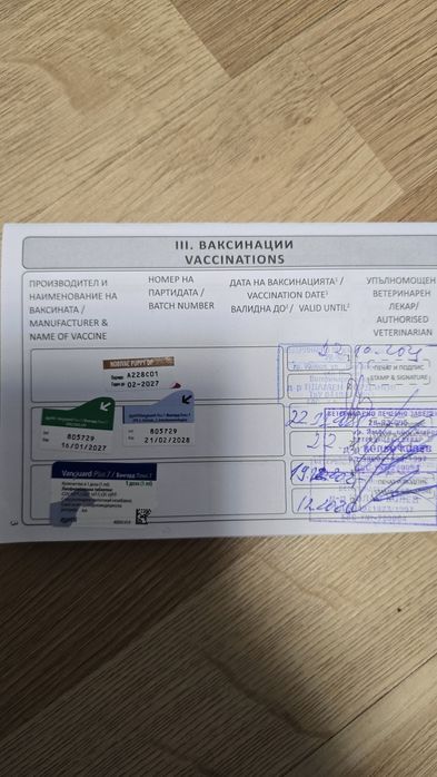 Чистокръвни немски овчарки с три ваксини