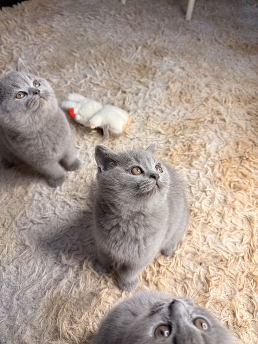 Продаются элитные котята