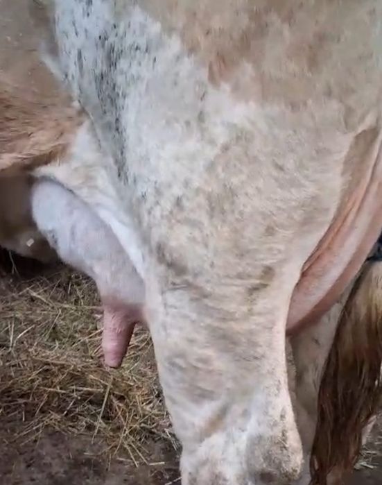 Vaca de vânzare fătata de 6 zile