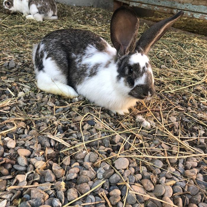 Parra quyon sotiladi