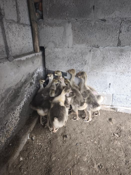 G'oz sotiladi bir yarim oylik