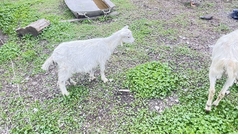 Ешкі лақтарымен