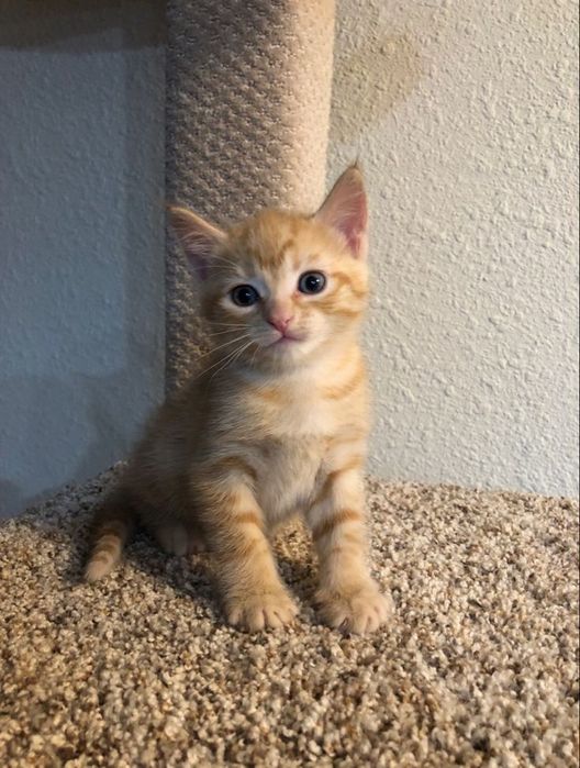 Шотландские котятки!