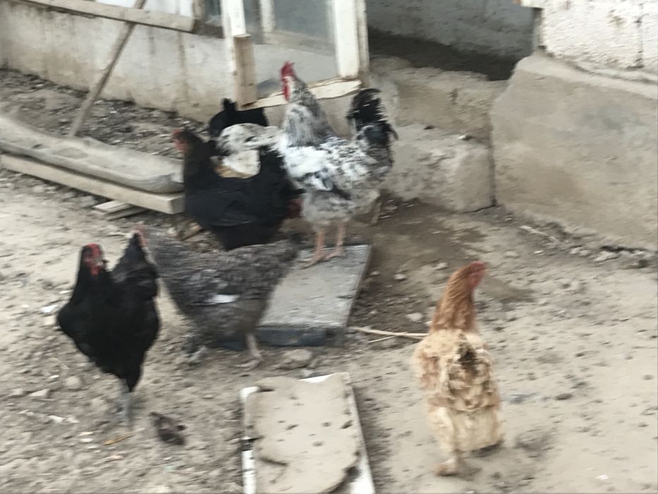 Қазақы қол тауықтар сатамын