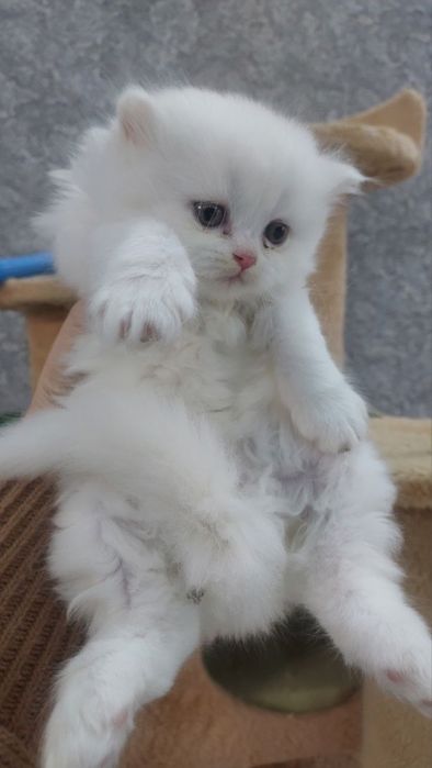 Продаются котята