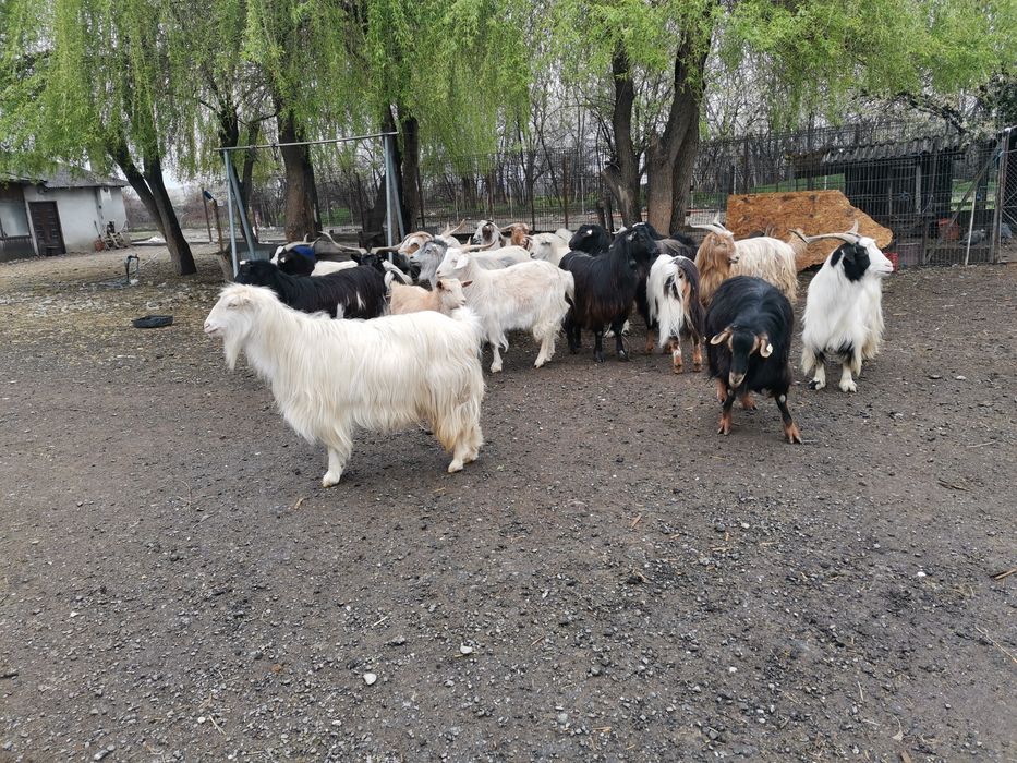 Tapi de vânzare,pret negociabil