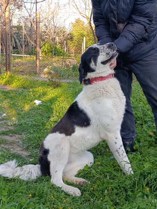 Алабай женска на година и половина