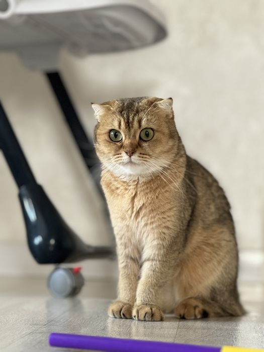 Кошечка окраса золотая тикированная шиншилла ищет жениха.