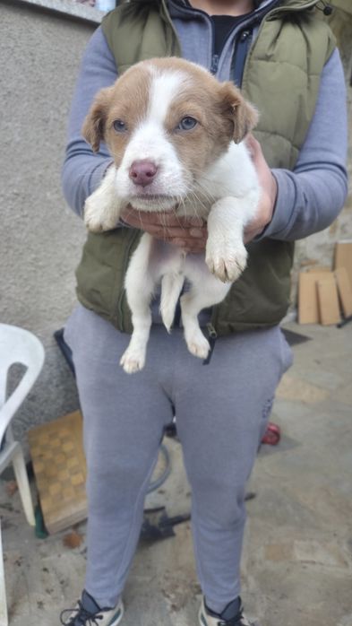 Подарявам Кученца