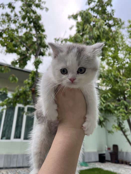 Кот скоттиш фолд