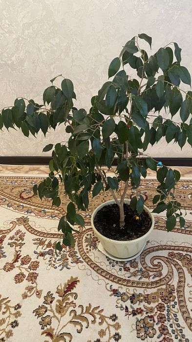 Продаю комнатные цветы