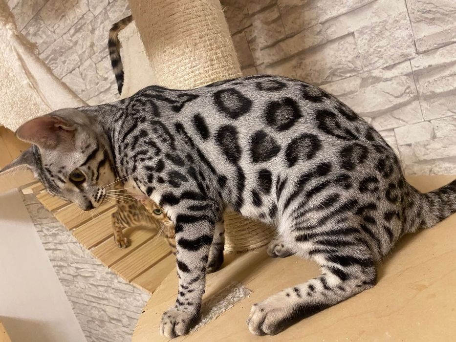 Серебристые БЕНГАЛЬСКИЕ котята