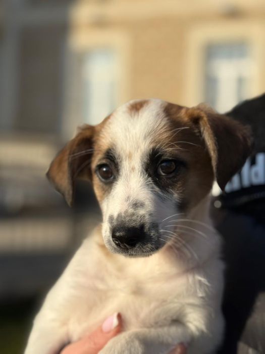 Отдам даром щенков.