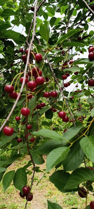 Продам саженцы ремонтантной малины