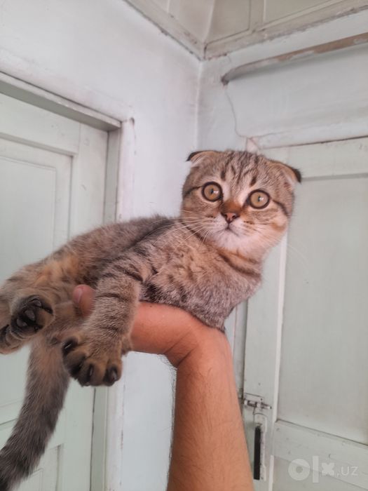 Scottish Fold tozasi, ~4-5 oylik