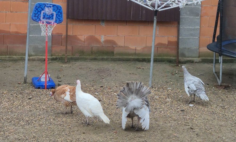 Vand o familie de curcani