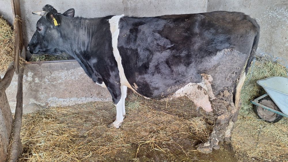 Vand vaci fatate si gestante