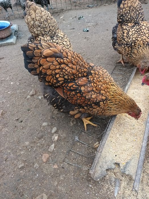 Araucana gât Aurii, Wiandotte GSG